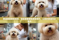 泰迪美容教程视频，轻松掌握宠物美容技巧，让你的泰迪光彩照人