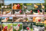 肉鸡养殖入门教程，从选址到出栏，全面解析肉鸡养殖全过程